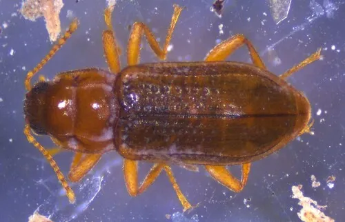 Neoelmis caesa - Neoelmis caesa