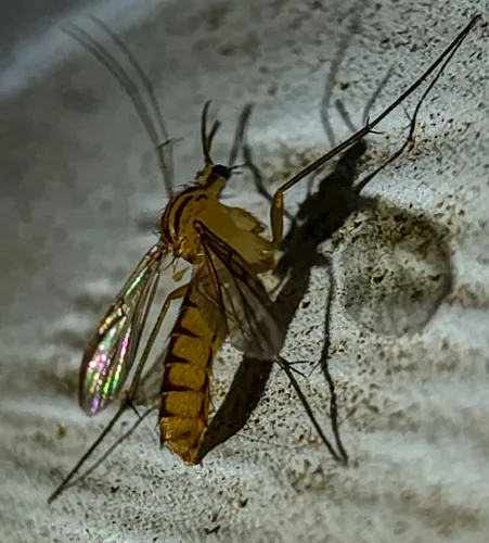 Neoempheria balioptera