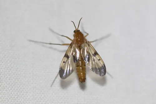 Neoempheria illustris