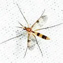 Neoempheria macularis