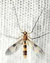 Neoempheria macularis - photo 2