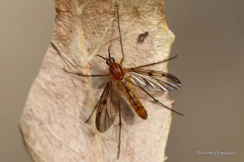 Neoempheria striata
