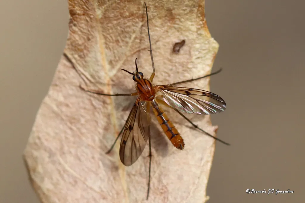 Neoempheria striata - photo 2