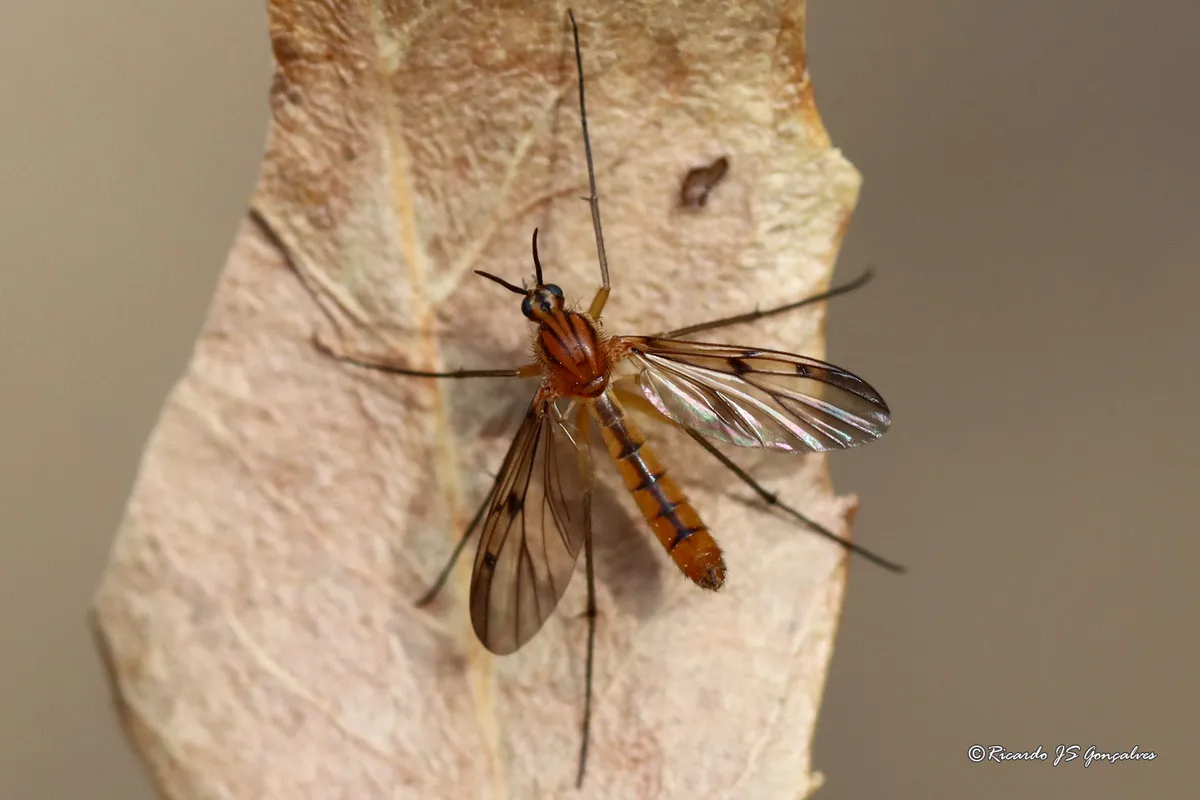 Neoempheria striata - photo 3