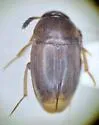 Neoeocatops decipiens - Neoeocatops decipiens