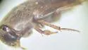 Neoeocatops decipiens - photo 2