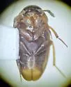 Neoeocatops decipiens - photo 3