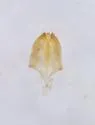 Neoeocatops decipiens - photo 4