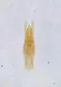 Neoeocatops decipiens - photo 5