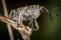 Neoerethistes arizonicus