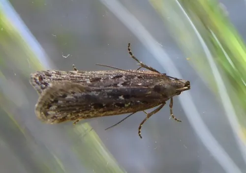 Neofaculta ericetella - photo 2