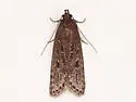 Neofaculta taigana - Hodges#2126 - photo 3