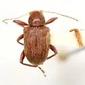 Neofidia confusa