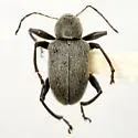 Neofidia convexicollis