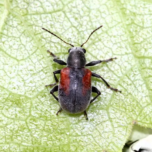 Neofidia humeralis