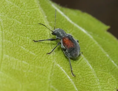Neofidia humeralis - photo 2
