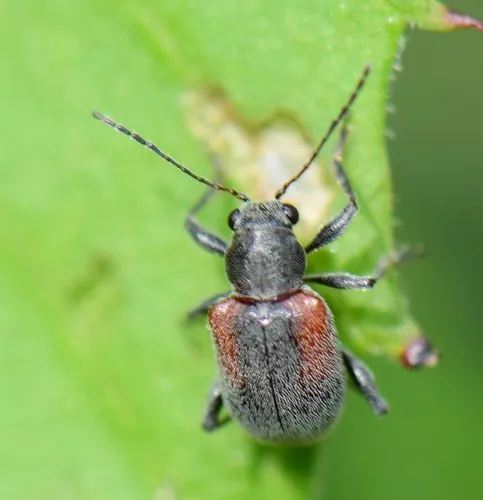 Neofidia humeralis - photo 3