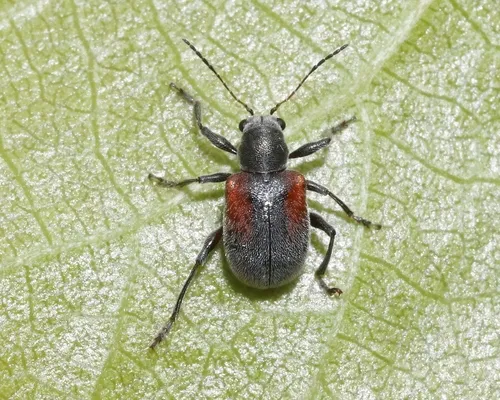 Neofidia humeralis - photo 4