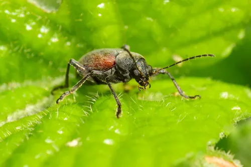 Neofidia humeralis - photo 5