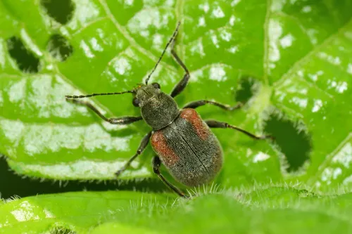Neofidia humeralis - photo 7