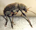 Neofidia longipes