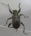 Neofidia longipes - photo 2
