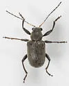 Neofidia longipes - photo 3