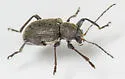 Neofidia longipes - photo 4