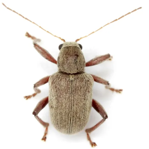 Grape Rootworm