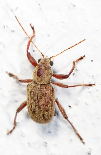 Grape Rootworm - photo 4