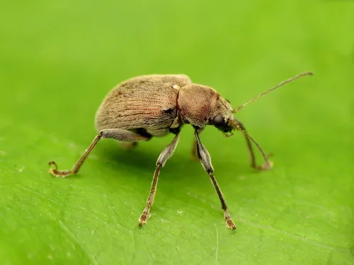Grape Rootworm - photo 5
