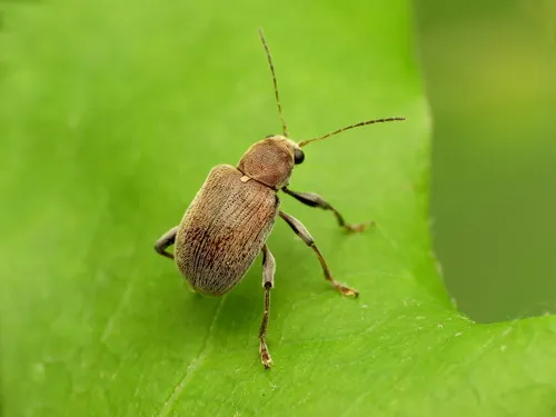 Grape Rootworm - photo 6