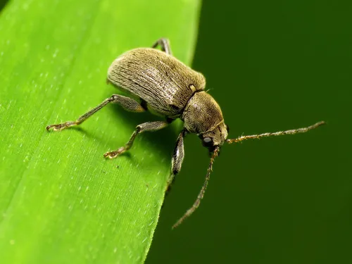 Grape Rootworm - photo 7