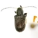 Neofidia pedinops