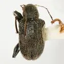 Neofidia rileyorum