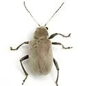 Neofidia texana