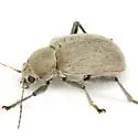 Neofidia texana - photo 2