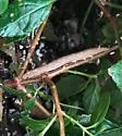 Lantana Stick Moth - Hodges#10032 - Neogalea sunia
