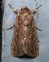 Lantana Stick Moth - Hodges#10032 - photo 2