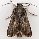Lantana Stick Moth - Hodges#10032 - photo 5