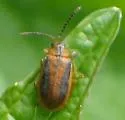 Black-margined Loosestrife Beetle