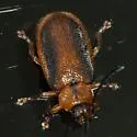 Black-margined Loosestrife Beetle - photo 2