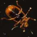 Black-margined Loosestrife Beetle - photo 3