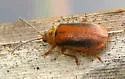 Black-margined Loosestrife Beetle - photo 4