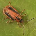 Black-margined Loosestrife Beetle - photo 5