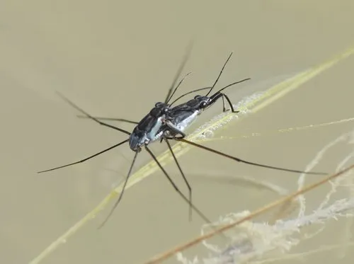 Neogerris hesione - photo 2