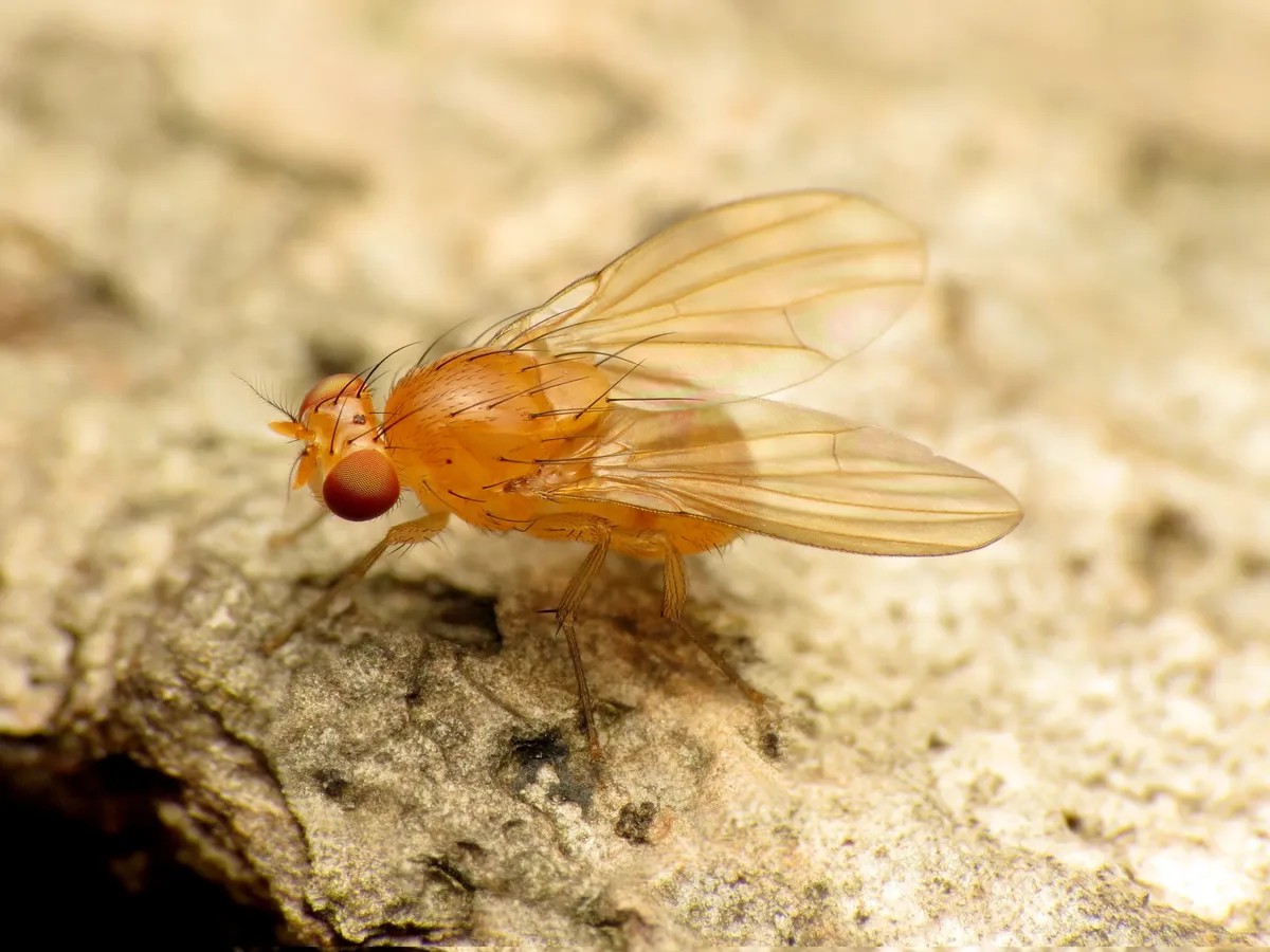 Neogriphoneura sordida