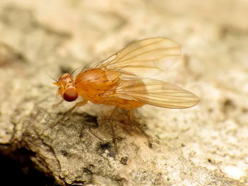 Neogriphoneura sordida - photo 2