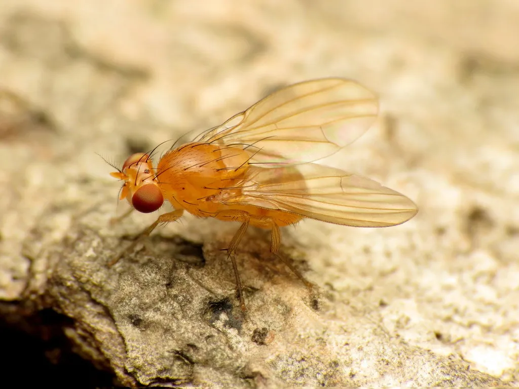 Neogriphoneura sordida - photo 3