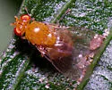 Neogriphoneura striatifrons